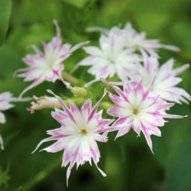 Phlox Twinkles Mix – 60+ Seeds (WINTER) - Image 5