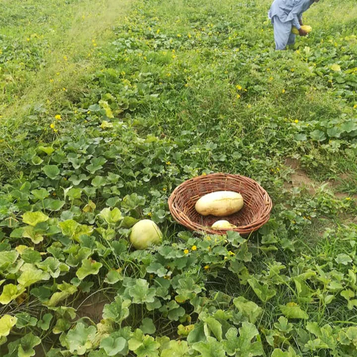 Phut (پھٹ کے بیج) - 50+ Seeds - Image 3