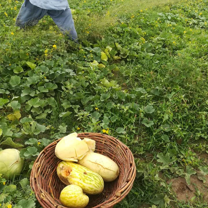 Phut (پھٹ کے بیج) - 50+ Seeds - Image 4