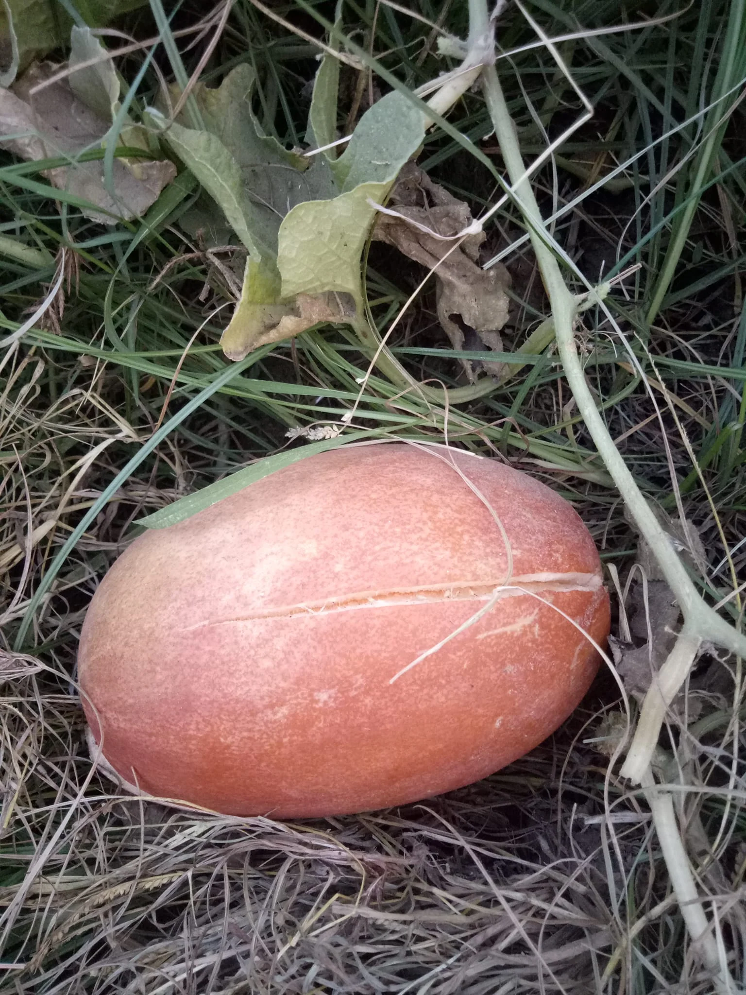 Phut (پھٹ کے بیج) - 50+ Seeds - Image 5