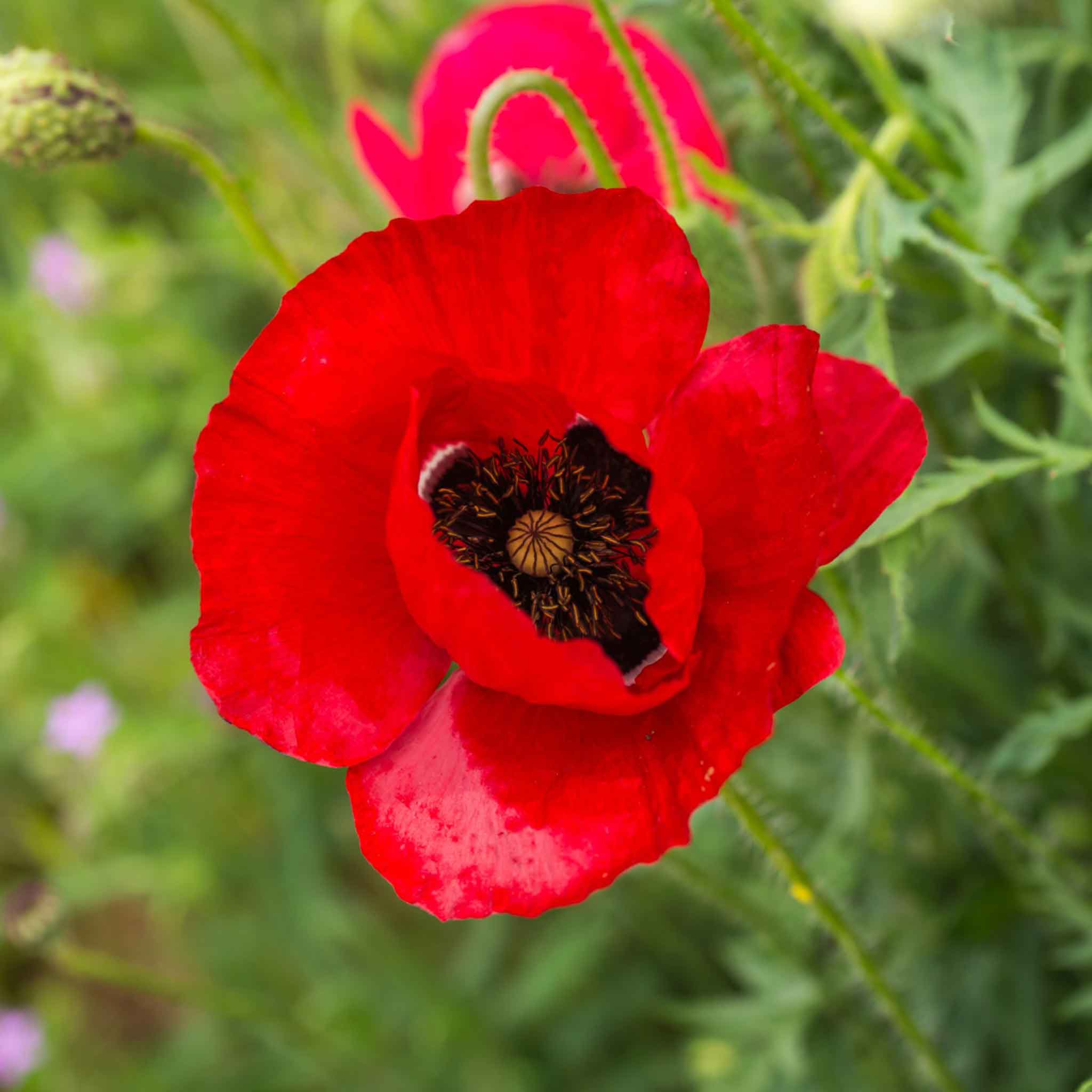 Poppy Red – 250+ Seeds (WINTER)