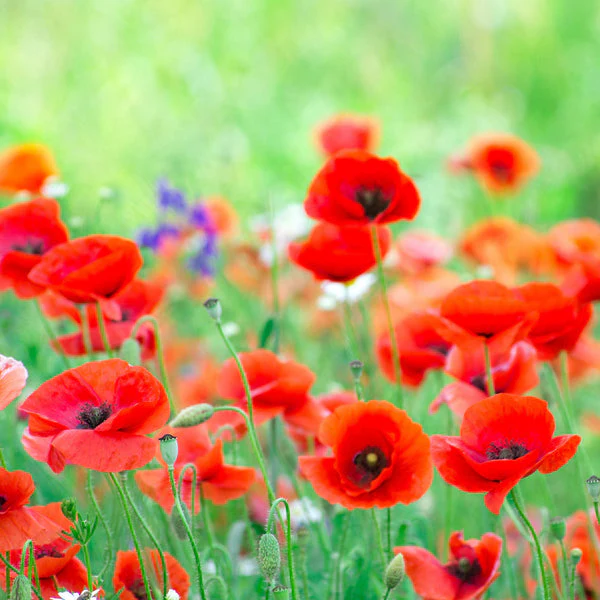 Poppy Red – 250+ Seeds (WINTER) - Image 2