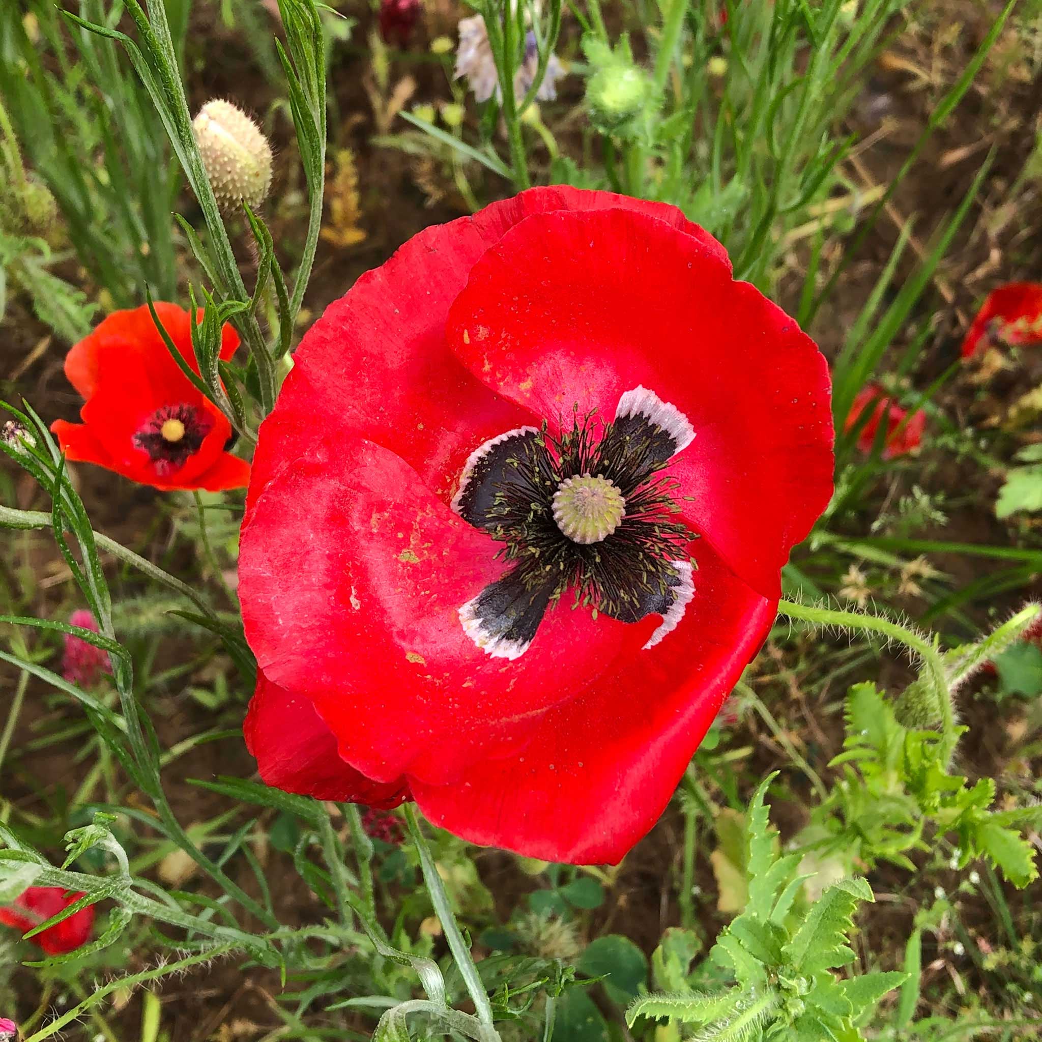 Poppy Red – 250+ Seeds (WINTER) - Image 3
