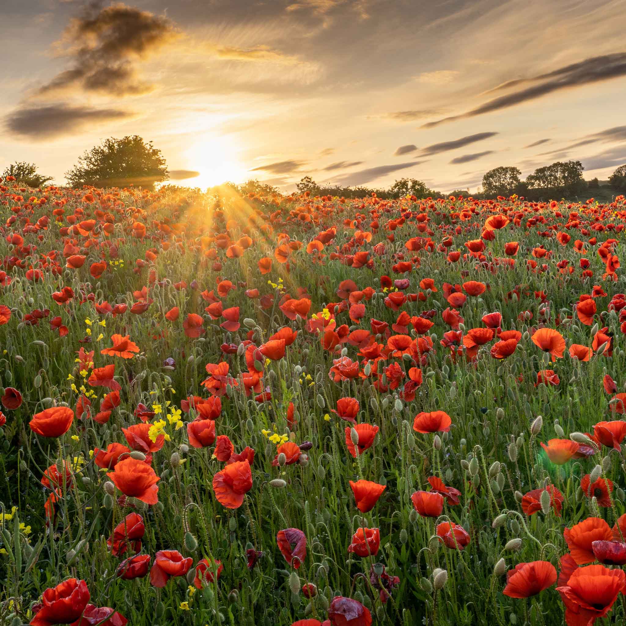 Poppy Red – 250+ Seeds (WINTER) - Image 4