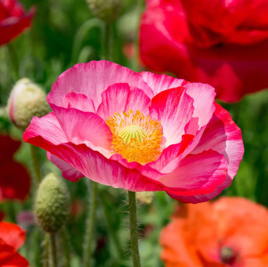 Poppy Shirley (Double Mix) – 250+ Seeds (WINTER) - Image 2