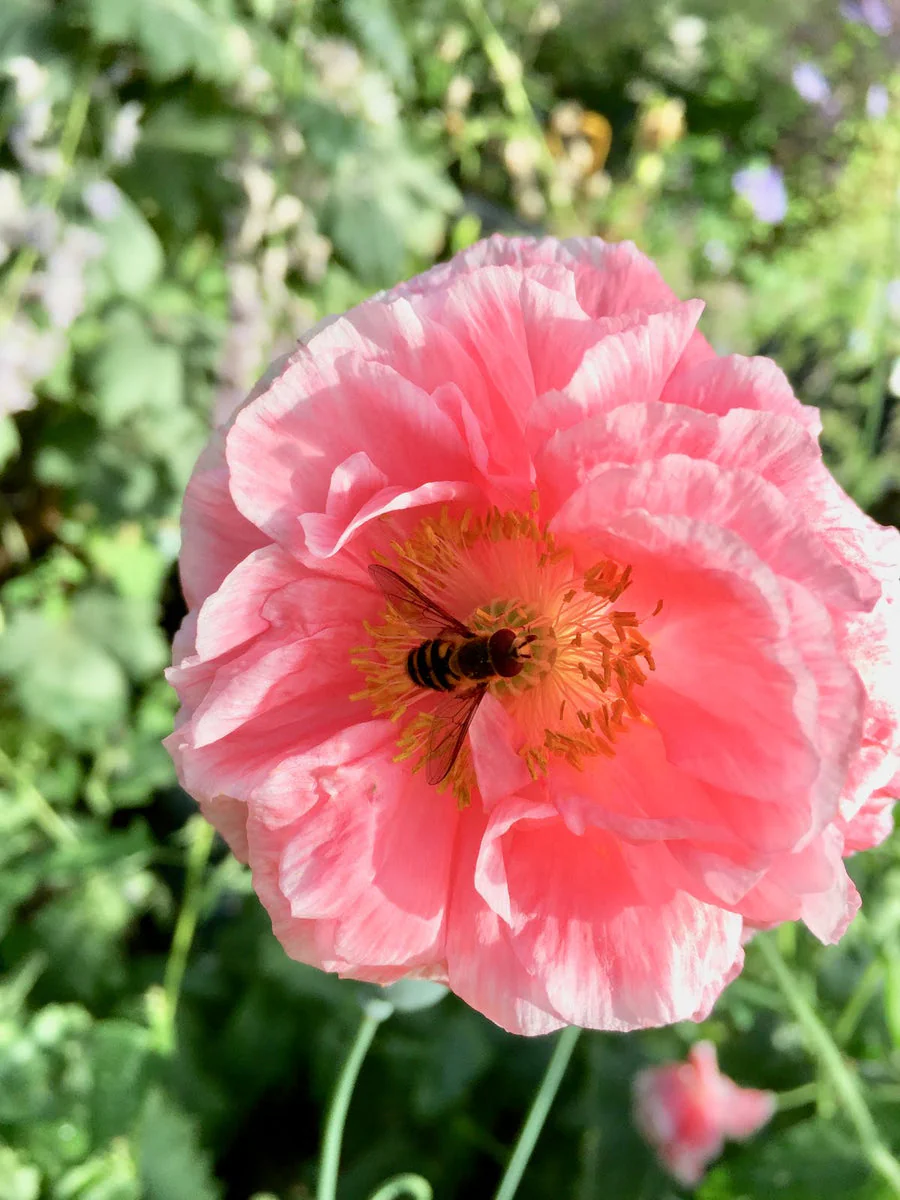 Poppy Shirley (Double Mix) – 250+ Seeds (WINTER) - Image 3