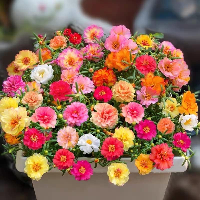Portulaca (Double Mixed) – 250+ Seeds