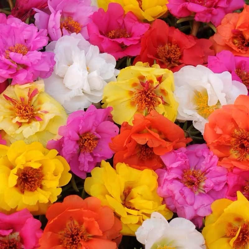 Portulaca (Double Mixed) – 250+ Seeds - Image 2