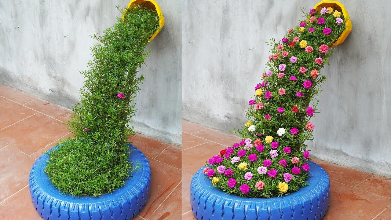 Portulaca (Double Mixed) – 250+ Seeds - Image 3