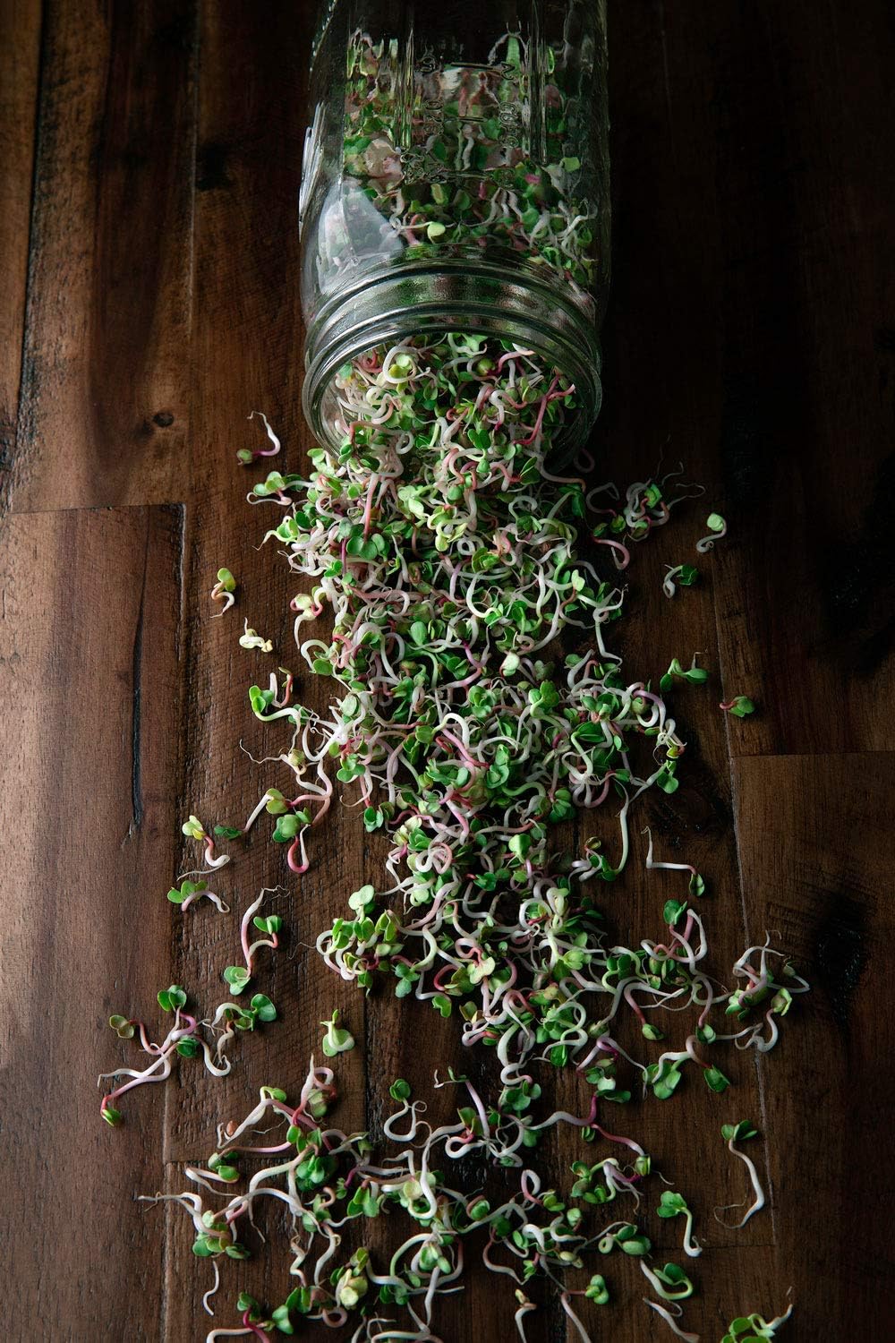 Radish: Microgreens Seeds - Image 3