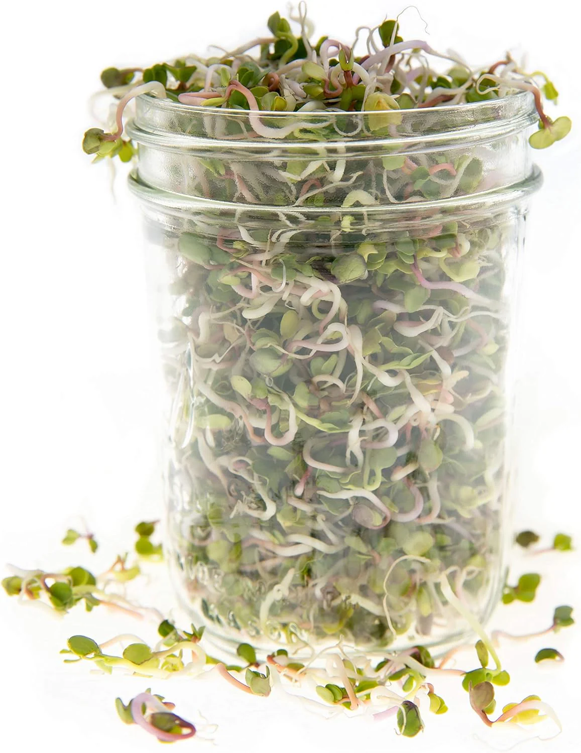 Radish: Microgreens Seeds - Image 4