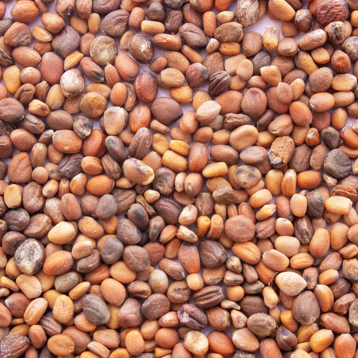 Radish: Microgreens Seeds - Image 5