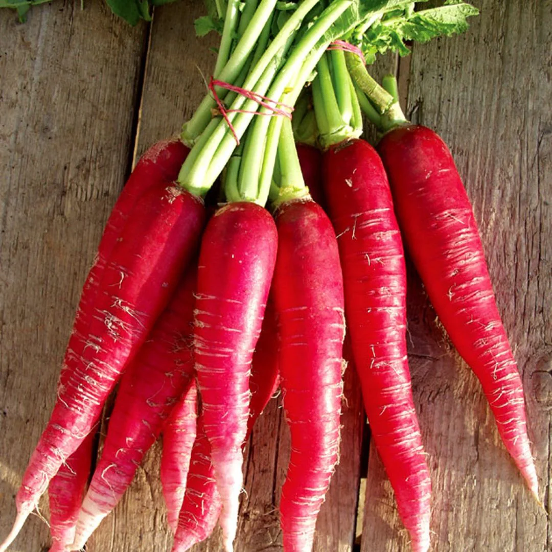 Radish (Red Long) 40+ Seeds