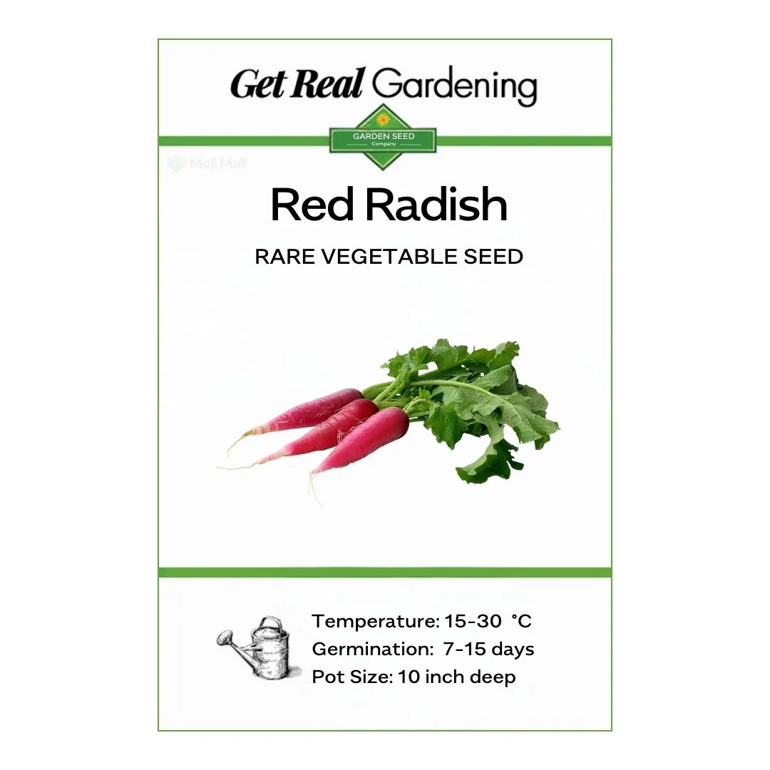 Radish (Red Long) 40+ Seeds - Image 2