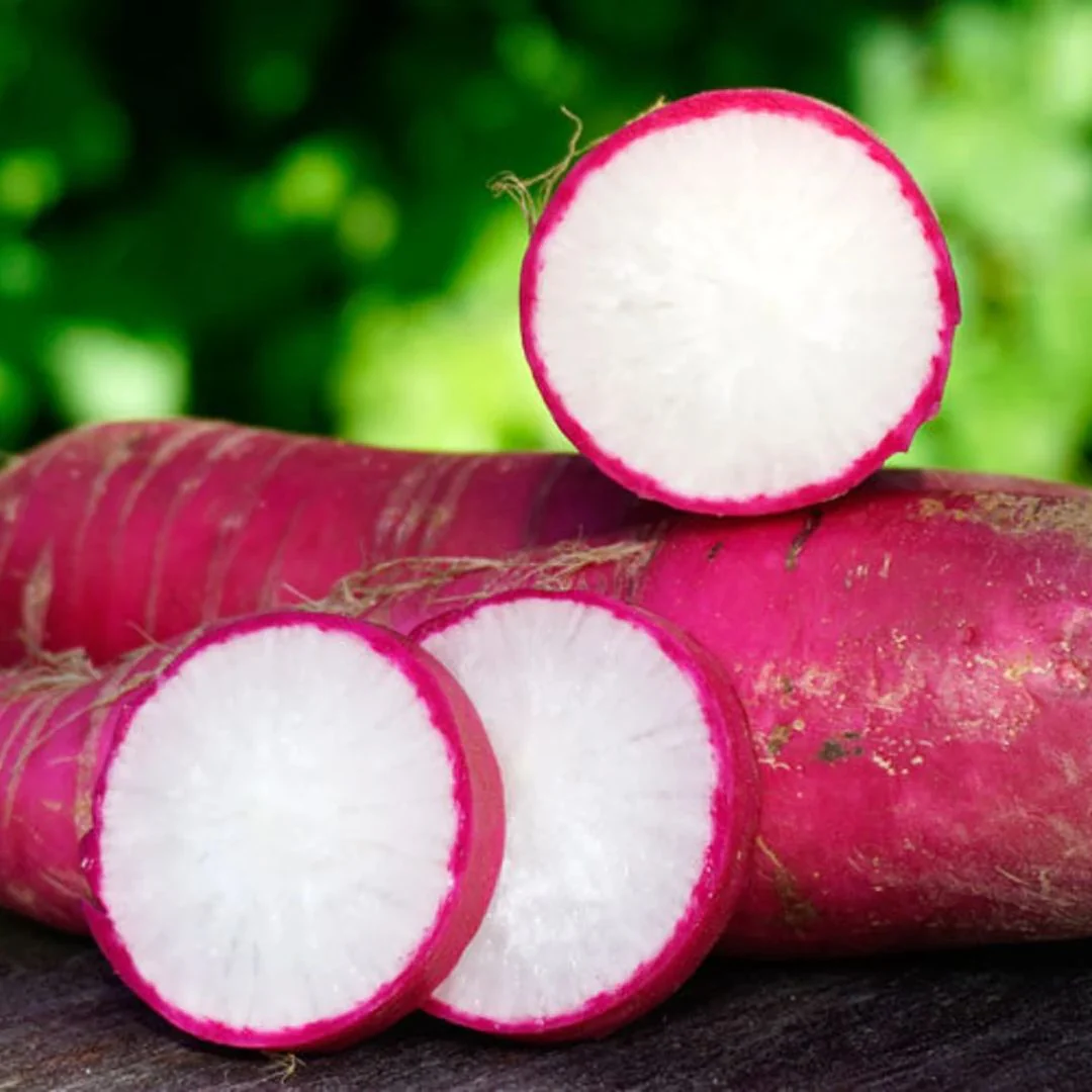 Radish (Red Long) 40+ Seeds - Image 3