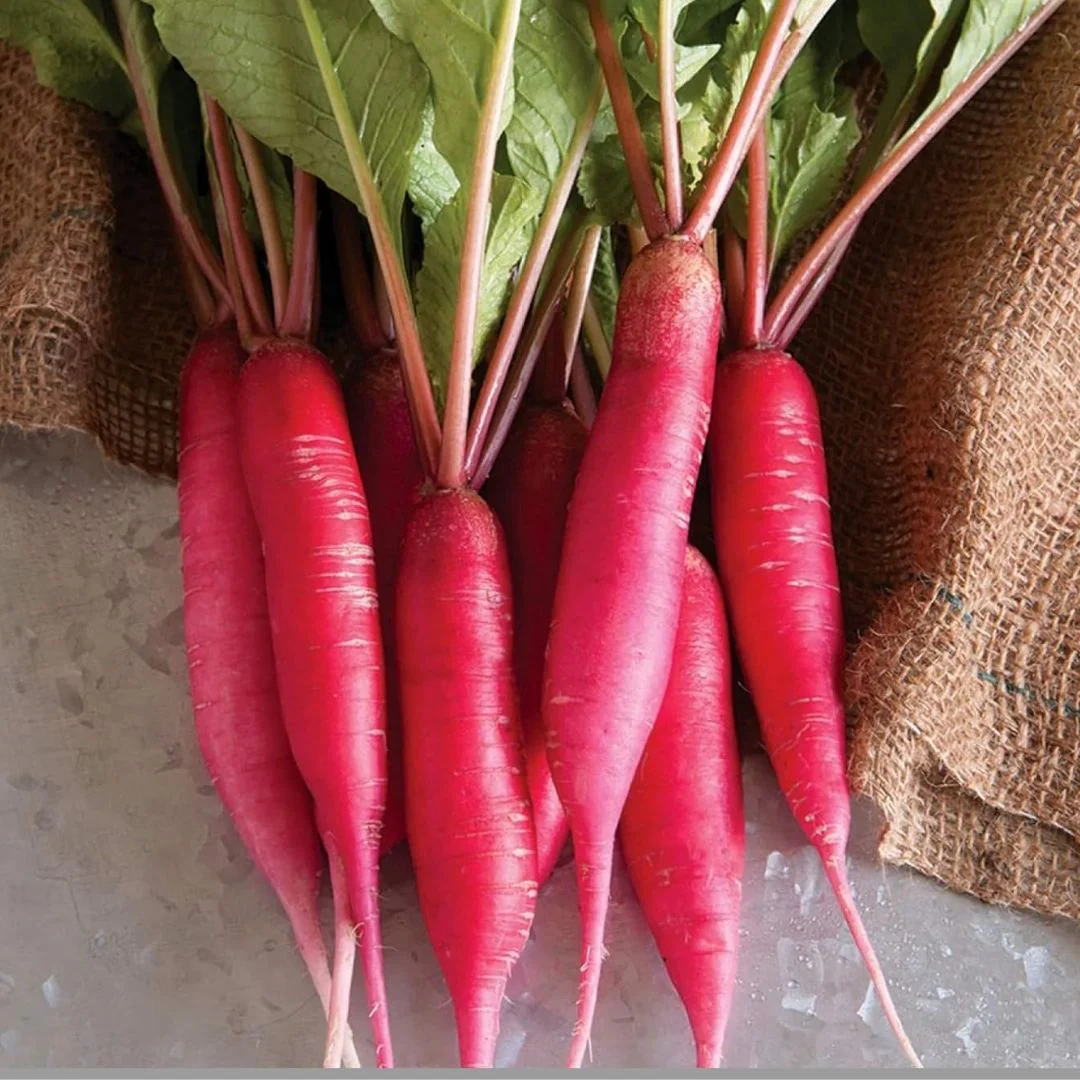 Radish (Red Long) 40+ Seeds - Image 4