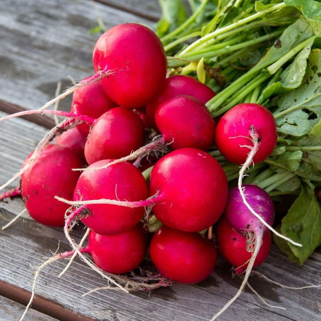 Radish (Red Round) – 70+ Seeds - Image 3