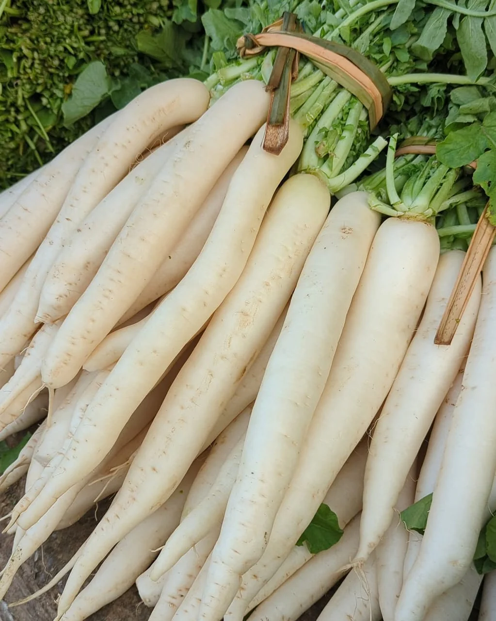 Radish White – F1 Hybrid 70+ Seeds - Image 3