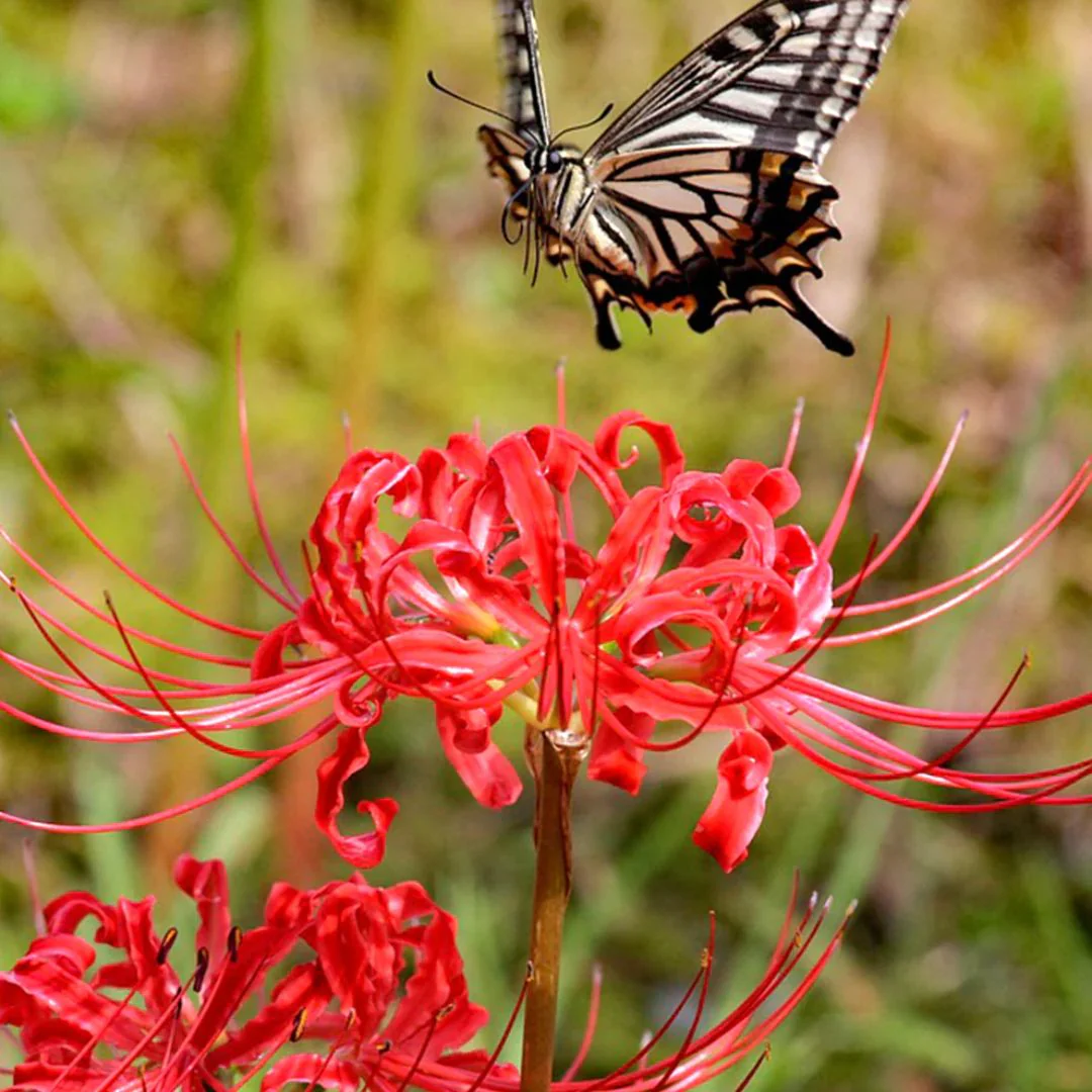 Red Spider Lily – Flower Bulbs - Image 2