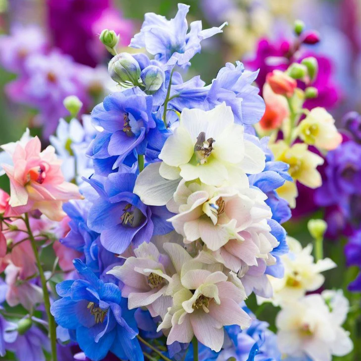 Rocket Larkspur (گل نا فرمان) – 50+ Seeds