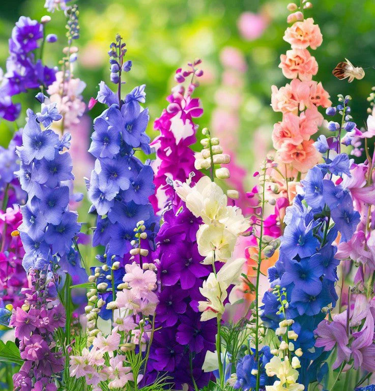 Rocket Larkspur (گل نا فرمان) – 50+ Seeds - Image 2