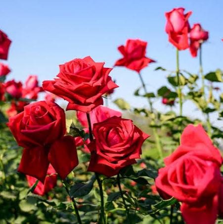 Rose Care – Fertilizer - Image 3