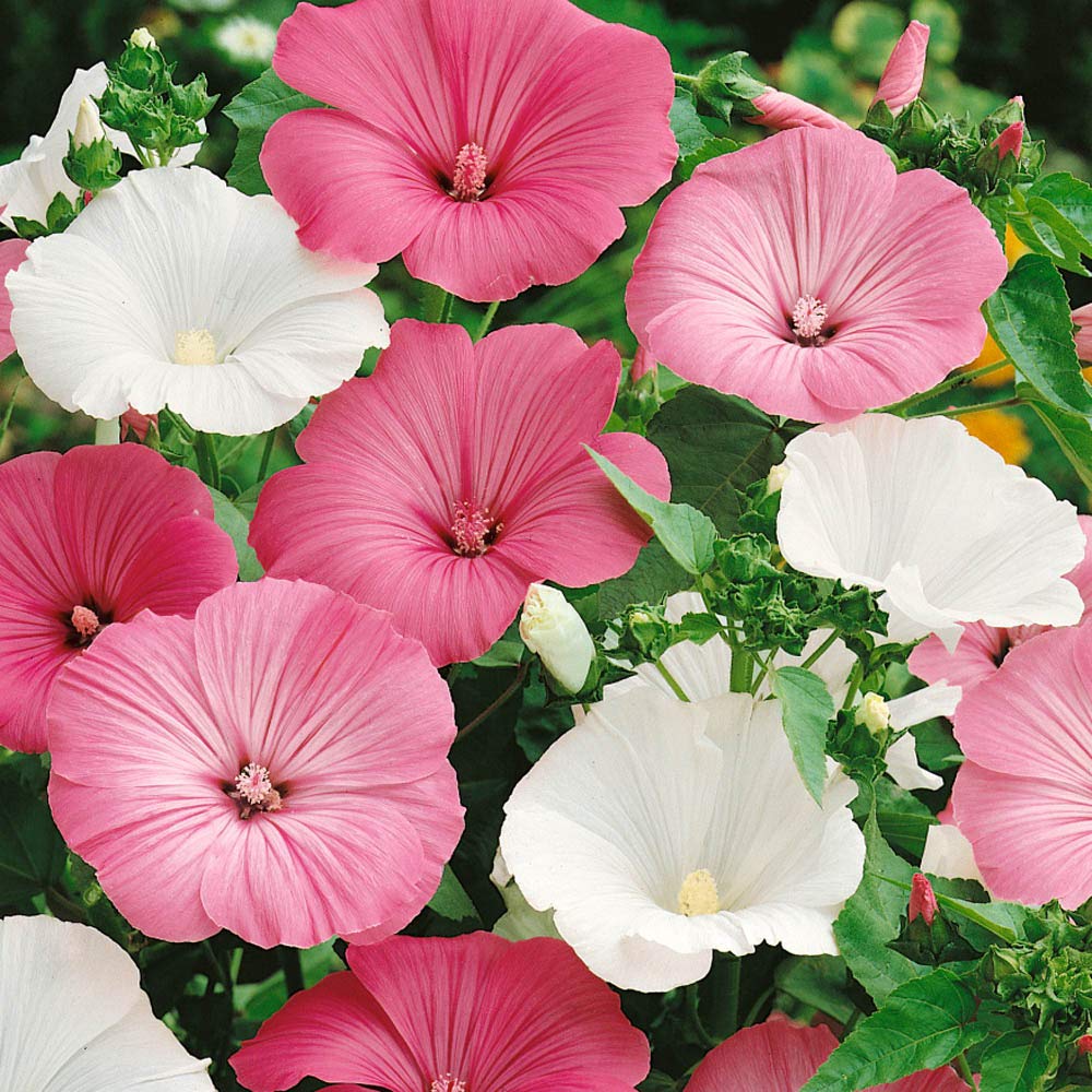 Rose Mallow Mix – Seeds (WINTER)