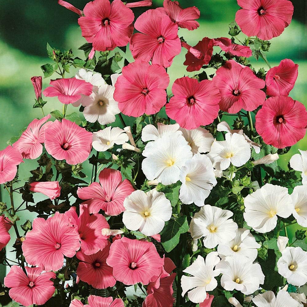 Rose Mallow Mix – Seeds (WINTER) - Image 2