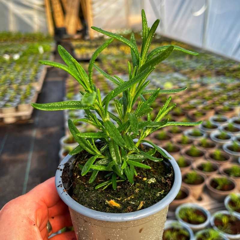 Rosemary – 15+ Seeds - Image 3
