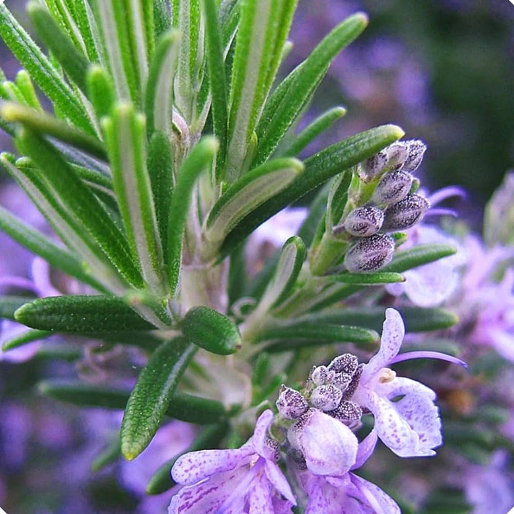 Rosemary – 15+ Seeds - Image 4