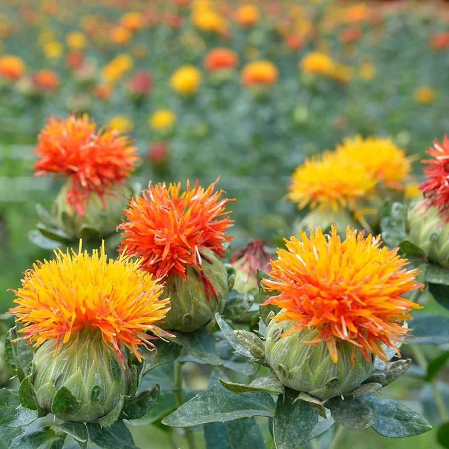 Safflower (گل کرتم) – 50+ Seeds (WINTER)