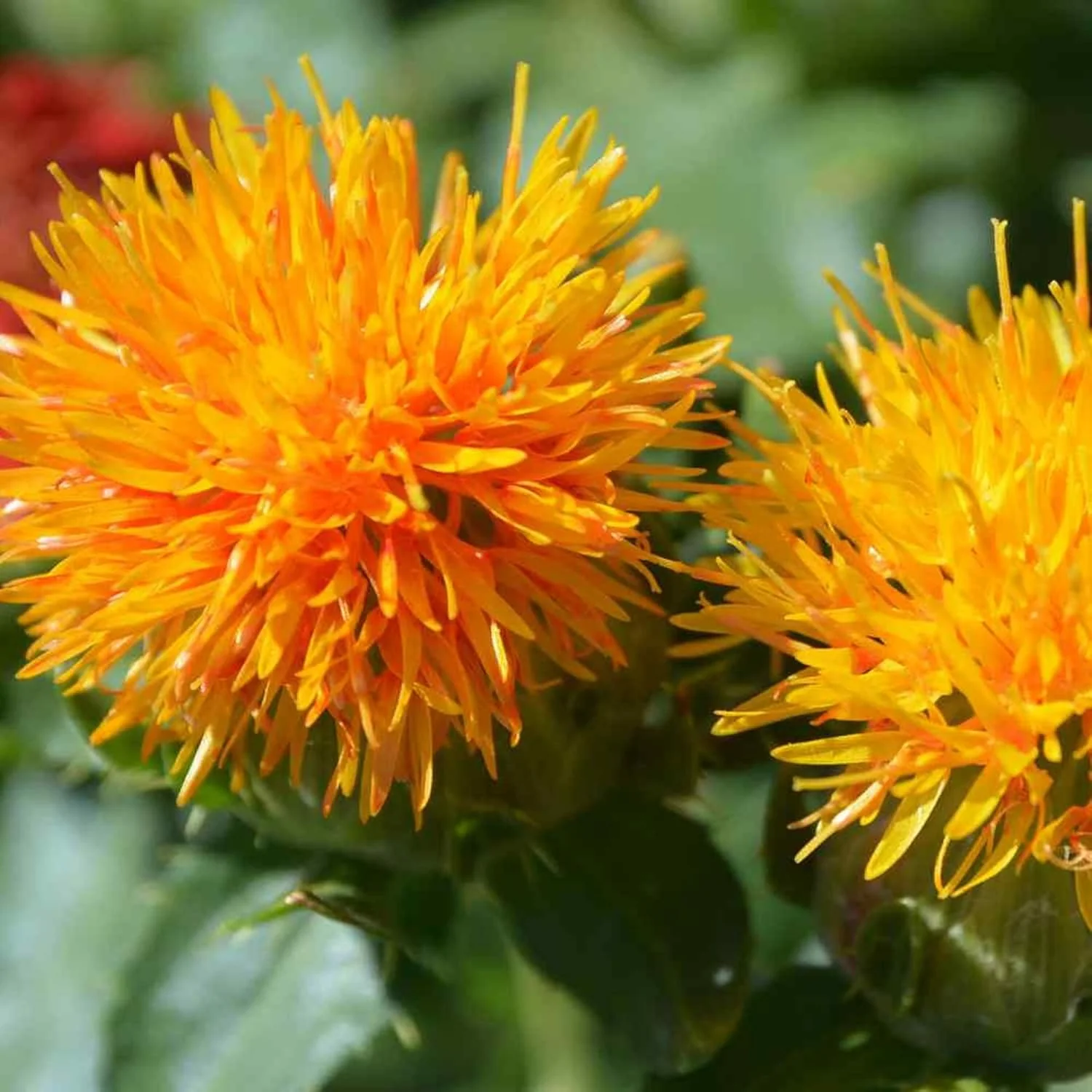 Safflower (گل کرتم) – 50+ Seeds (WINTER) - Image 2