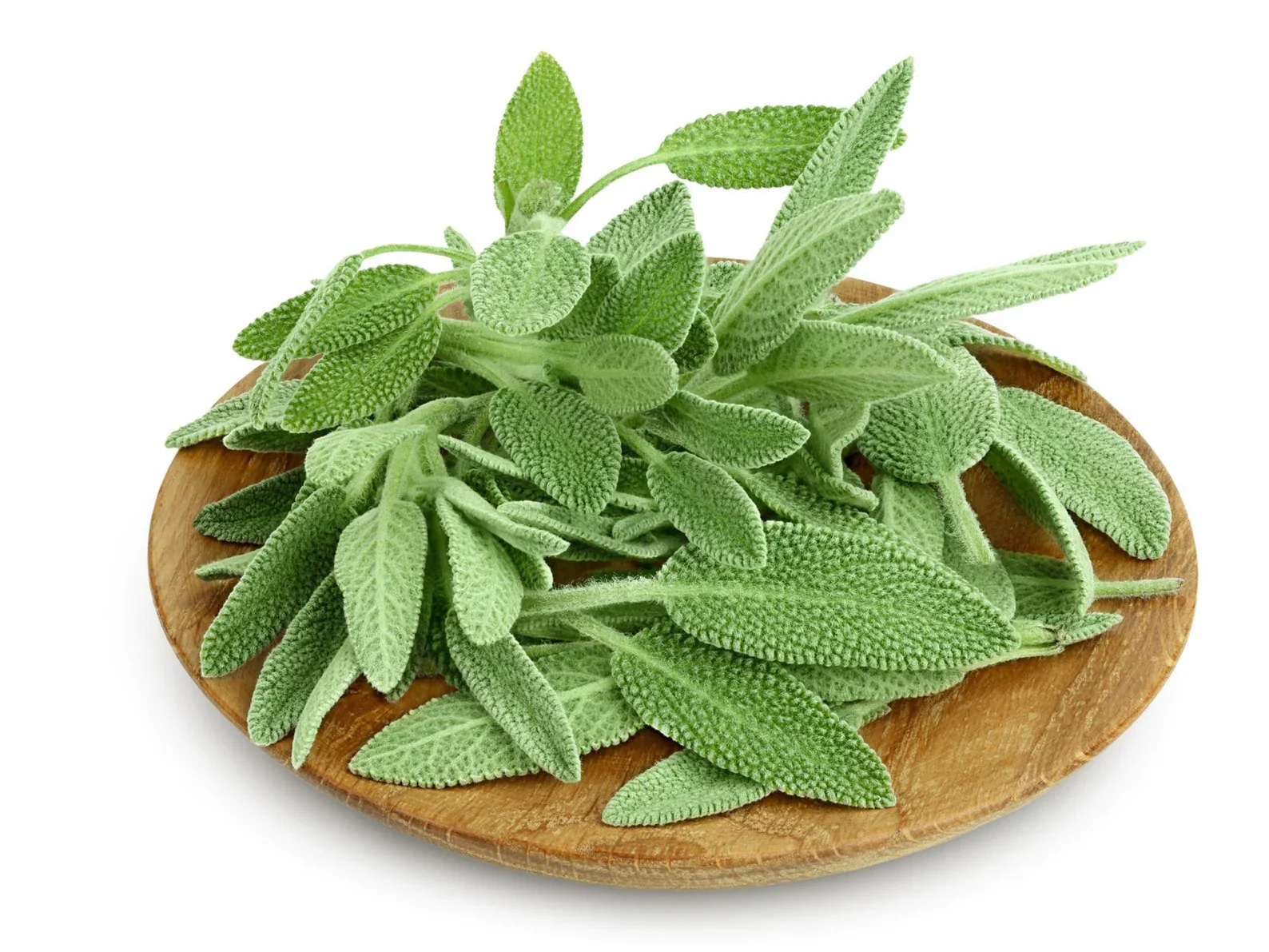 Sage – 12 Seeds - Image 3