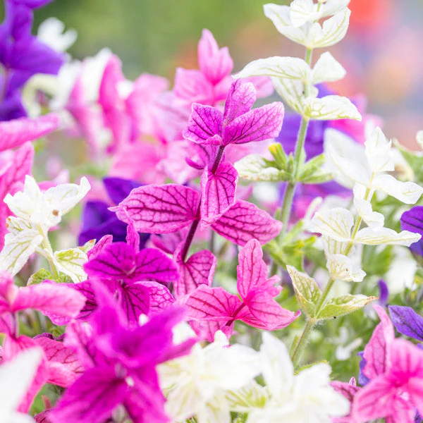 Salvia Tricolor (Mix) – 25+ Seeds (WINTER)