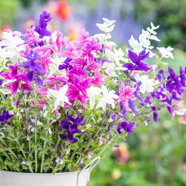 Salvia Tricolor (Mix) – 25+ Seeds (WINTER) - Image 2