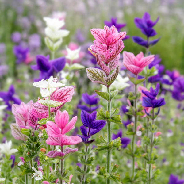 Salvia Tricolor (Mix) – 25+ Seeds (WINTER) - Image 3