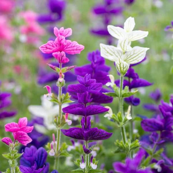 Salvia Tricolor (Mix) – 25+ Seeds (WINTER) - Image 4