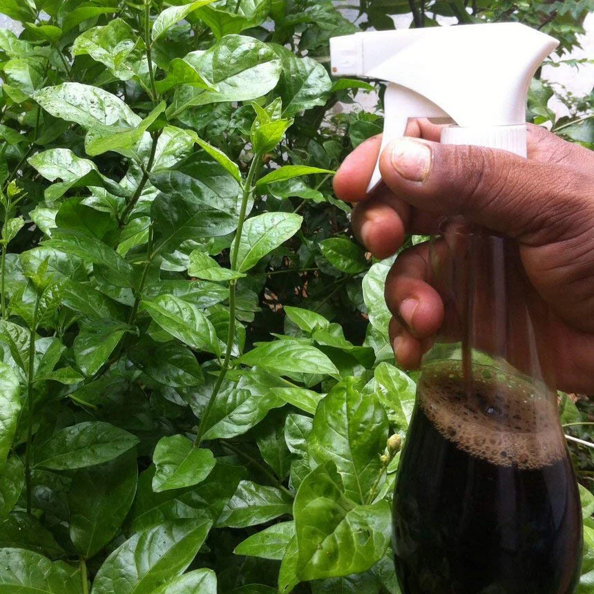 Seaweed – Organic Liquid Fertilizer (imported) - Image 7
