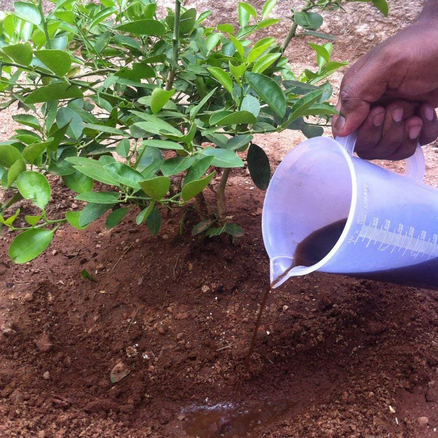 Seaweed – Organic Liquid Fertilizer (imported) - Image 8