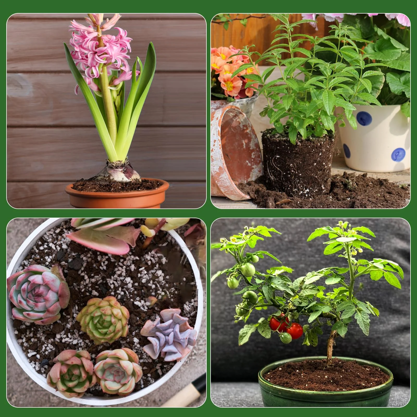 Seed Growing (Soilless Seed Starter) Mix - Image 5