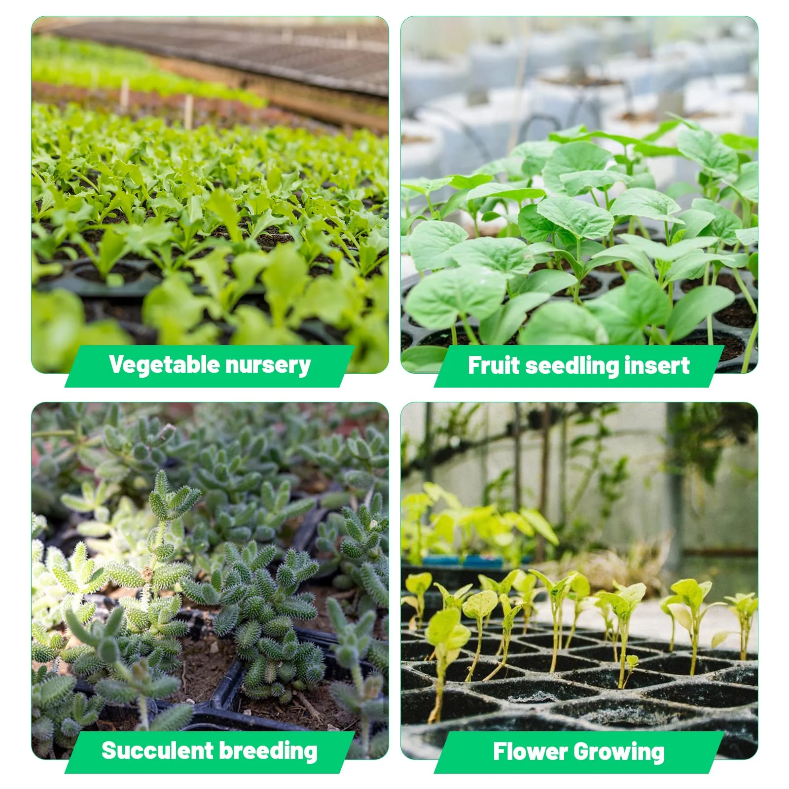 Seedling Tray – 72 Holes 3.5 inch deep (imported) - Image 4