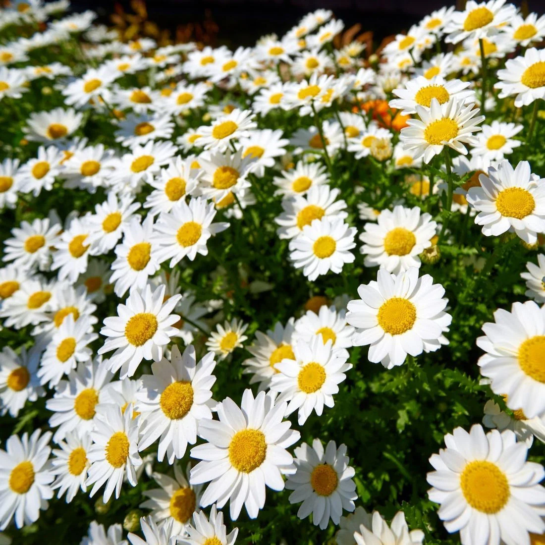 Daisy (Shasta) – 50+ Seeds (WINTER) - Image 2