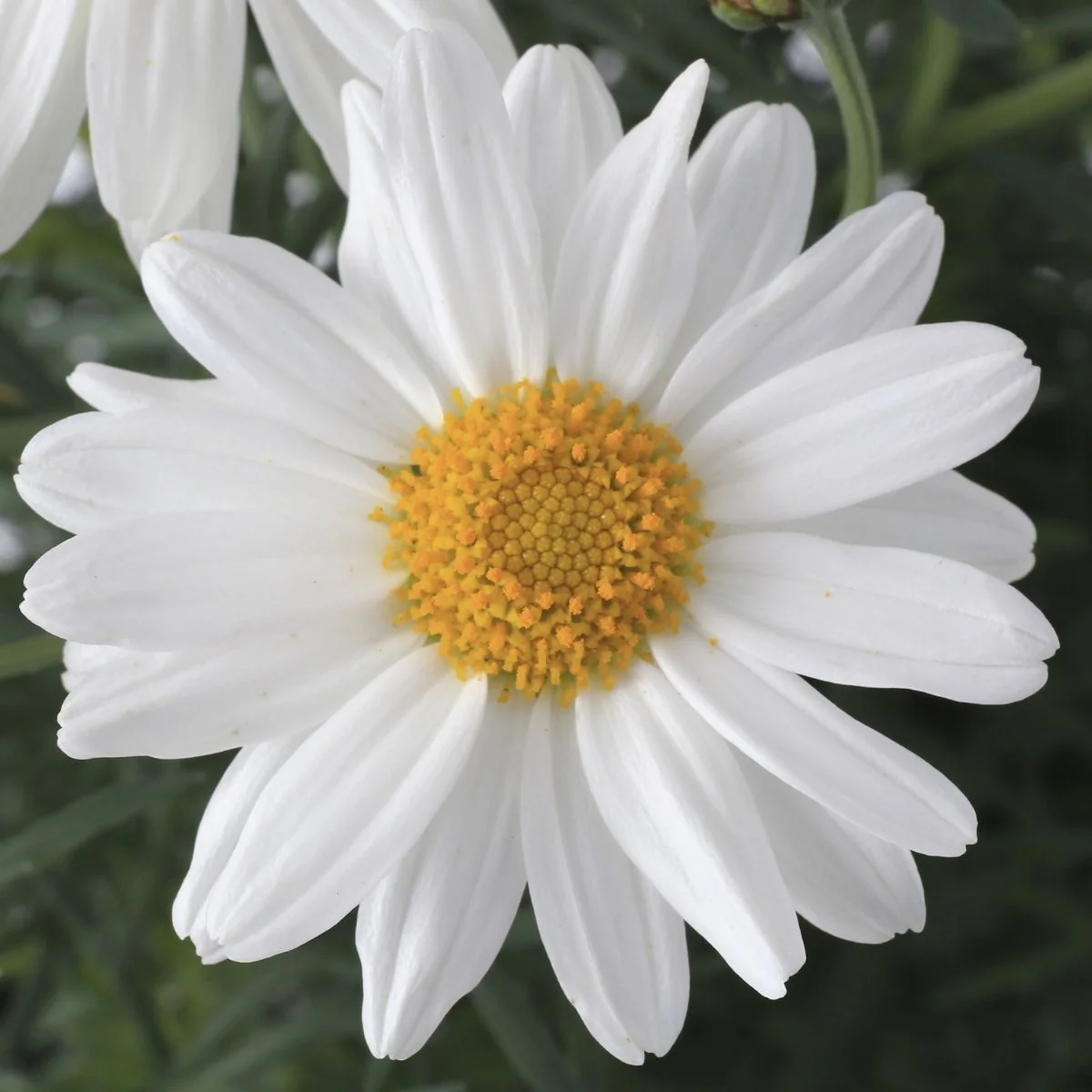 Daisy (Shasta) – 50+ Seeds (WINTER) - Image 3