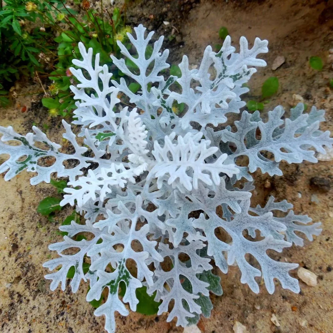 Silverdust – Seeds - Image 3
