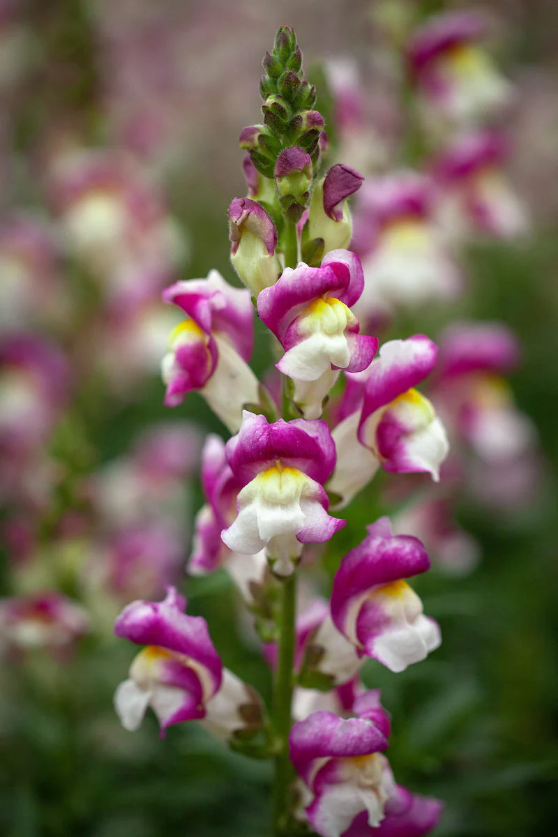Antirrhinum (Snapdragon) Majus – Seeds - Image 2