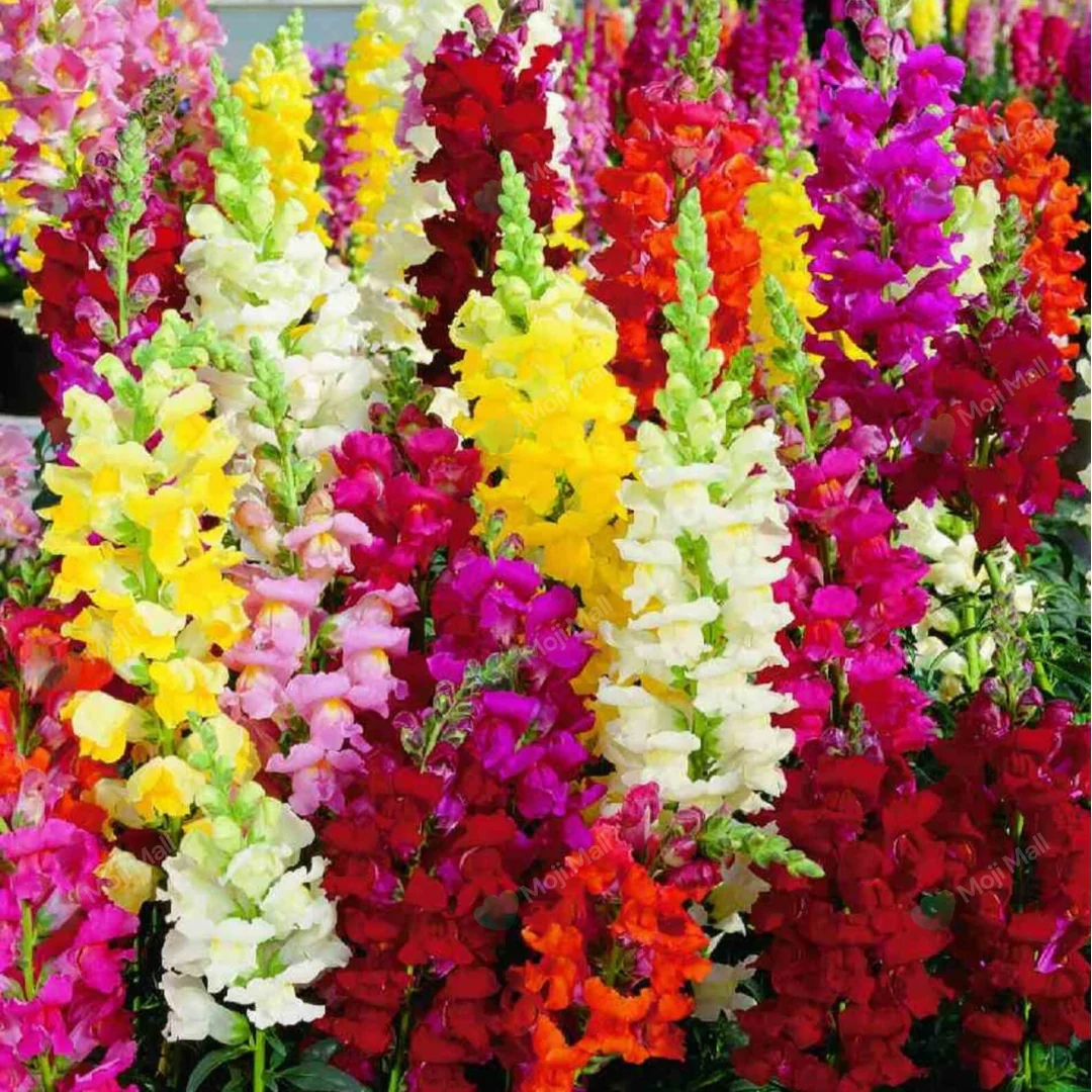 Antirrhinum (Snapdragon) Mix – 100+ Seeds (WINTER)