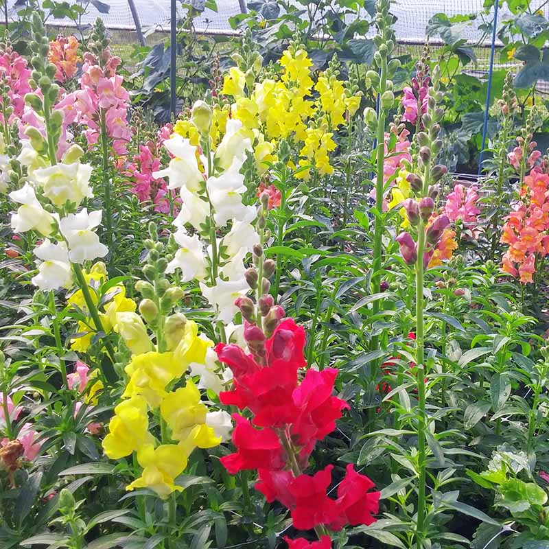 Antirrhinum (Snapdragon) Mix – 100+ Seeds (WINTER) - Image 2