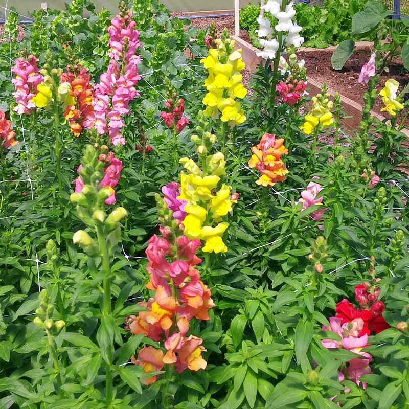 Antirrhinum (Snapdragon) Mix – 100+ Seeds (WINTER) - Image 3