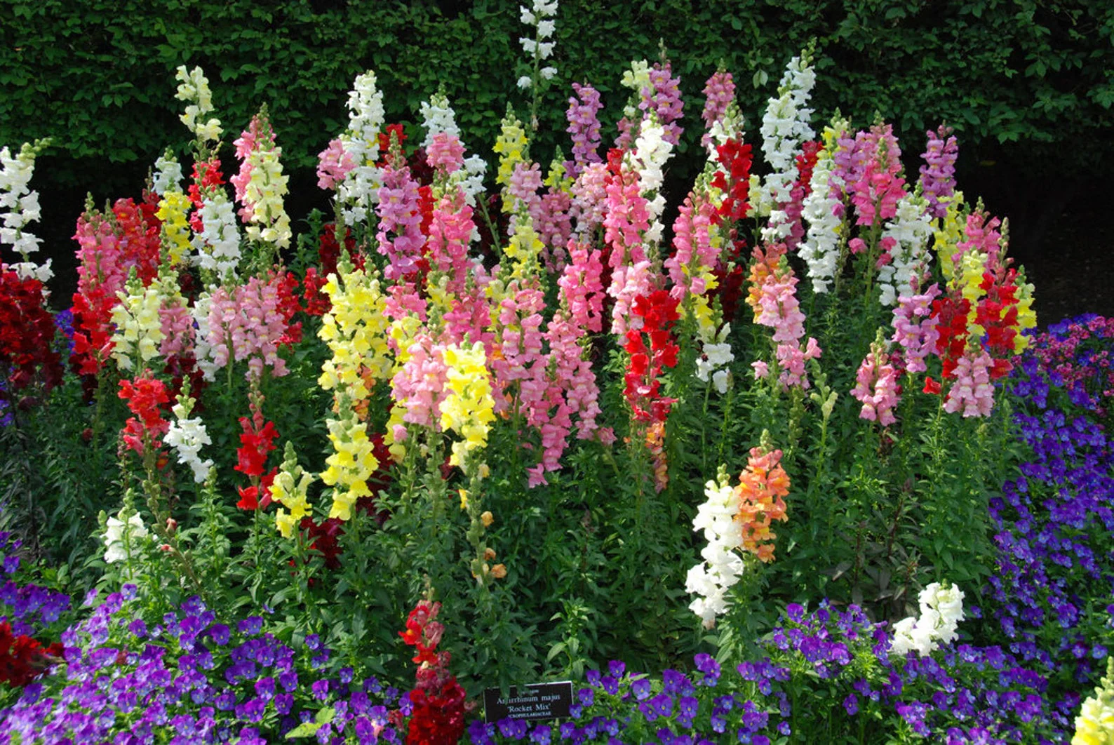 Antirrhinum (Snapdragon) Mix – 100+ Seeds (WINTER) - Image 4