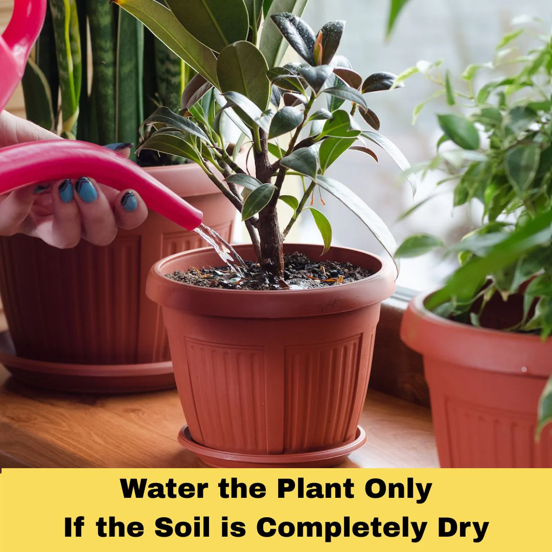 Soilless potting mix for plants (All Purpose) - Image 3